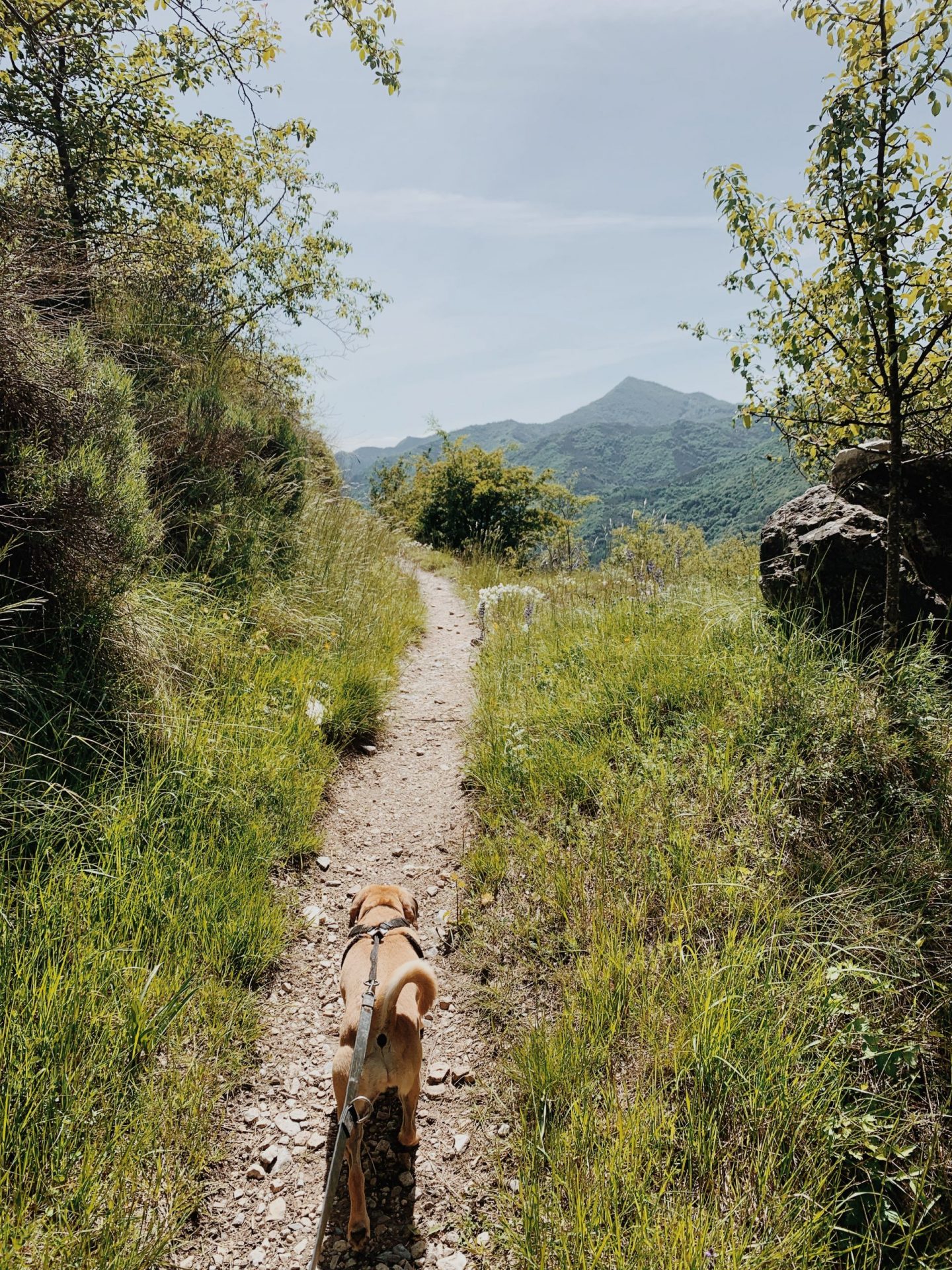 An Easy Hike on the Cyclamen Path – Maira Valley – Italy